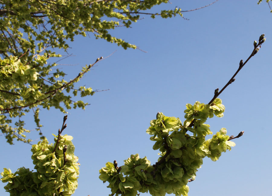 Ulmus campestris